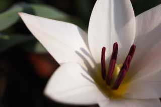 fotografia, materiale, libero il panorama, dipinga, fotografia di scorta,Primavera di un tulipano, , tulipano, Bianco, fiore