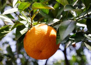 photo,material,free,landscape,picture,stock photo,Creative Commons,A crop of Citrus natsudaidai, Fruit, Citrus fruits, , mandarin orange