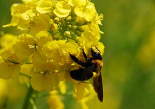 photo,material,free,landscape,picture,stock photo,Creative Commons,A carpenter bee and a rape, rape flower, bear bee, bee, 