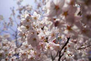 Foto, materieel, vrij, landschap, schilderstuk, bevoorraden foto,Een kers boom bloemen, Kers boom, , , Yoshino kers boom