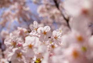 fotografia, materiale, libero il panorama, dipinga, fotografia di scorta,Un albero ciliegio fiorisce, albero ciliegio, , , Yoshino albero ciliegio
