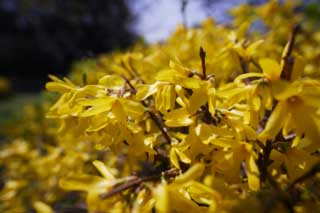 photo,material,free,landscape,picture,stock photo,Creative Commons,Weeping forsythia, Weeping forsythia, , Yellow, Forsythisuspensa