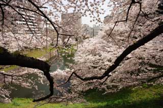 Foto, materieel, vrij, landschap, schilderstuk, bevoorraden foto,Een kers boom van de Imperial Palace, Kers boom, Kroonblad, , 