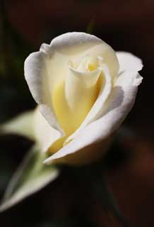 photo,material,free,landscape,picture,stock photo,Creative Commons,A white rose, White, petal, rose, 