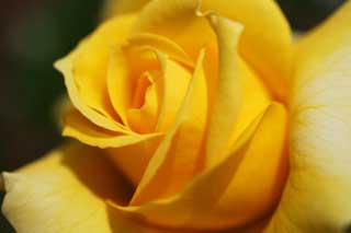 photo,material,free,landscape,picture,stock photo,Creative Commons,A yellow rose, Yellow, petal, rose, 