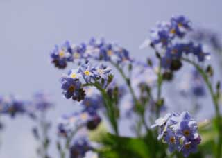 fotografia, materiale, libero il panorama, dipinga, fotografia di scorta,Un fiorellino viola e bluastro, Violetta bluastra, petalo, fiorellino, cielo blu