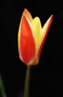 photo, la matire, libre, amnage, dcrivez, photo de la rserve,Solitude d'une tulipe, , tulipe, ptale, Rouge