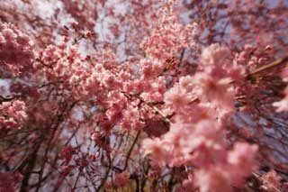 fotografia, materiale, libero il panorama, dipinga, fotografia di scorta,Un fiore ciliegio e doppio, albero ciliegio, petalo, , 