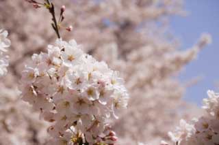 photo,material,free,landscape,picture,stock photo,Creative Commons,A Yoshino cherry tree, cherry tree, petal, , 
