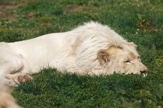 photo,material,free,landscape,picture,stock photo,Creative Commons,A white lion, white lion, , LION, king of beasts