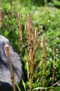 photo,material,free,landscape,picture,stock photo,Creative Commons,A field horsetail, horsetail, field horsetail, , 