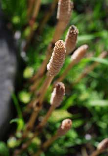 photo,material,free,landscape,picture,stock photo,Creative Commons,A field horsetail, horsetail, field horsetail, , 