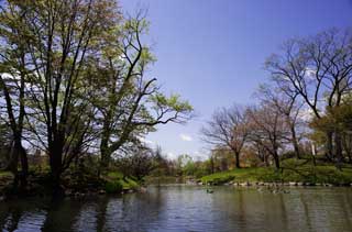photo,material,free,landscape,picture,stock photo,Creative Commons,Nakajimakoen, pond, blue sky, Water, tree way