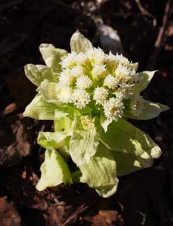 , , , , ,  .,butterbur sprout., butterbur sprout, , Fukino,   