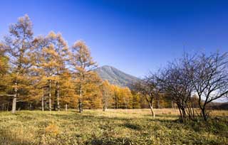 Foto, materieel, vrij, landschap, schilderstuk, bevoorraden foto,Senjogahara in late daling, Bamboo gras, Kleurig verloven, Geel, Blauwe lucht