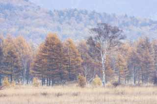 photo,material,free,landscape,picture,stock photo,Creative Commons,Morning in Odashirogahara, Morning mist, White birch, grassy plain, damp plain