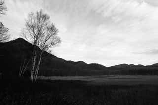 Foto, materiell, befreit, Landschaft, Bild, hat Foto auf Lager,Morgen in Odashirogahara, Morgennebel, Weie Birke, grasbedeckte Ebene, klamme Ebene