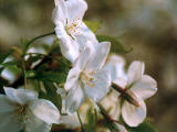 fotografia, material, livra, ajardine, imagine, proveja fotografia,Close-up de flores de cereja, flor de cereja, , , 