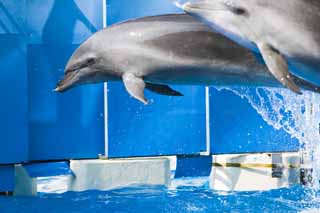 photo,material,free,landscape,picture,stock photo,Creative Commons,A dolphin jump, Is there me?, dolphin, , Spray of water