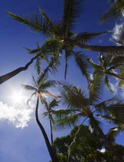 fotografia, materiale, libero il panorama, dipinga, fotografia di scorta,Blu hawaiano, albero di cocco, Il sole, Lasi, cielo blu