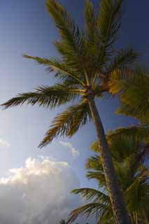 Foto, materieel, vrij, landschap, schilderstuk, bevoorraden foto,Nightfall van een kokosnoot boom, Kokosnoot boom, De zon, Lasi, Blauwe lucht