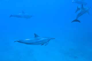 Foto, materieel, vrij, landschap, schilderstuk, bevoorraden foto,Een kudde van de dolfijnen, Is er me?, Dolfijn, , In het water