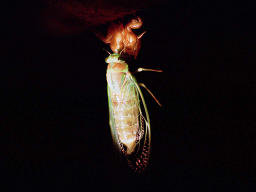 Foto, materieel, vrij, landschap, schilderstuk, bevoorraden foto,Nieuw-ontstaan cicada, Molting, Cicada, , 