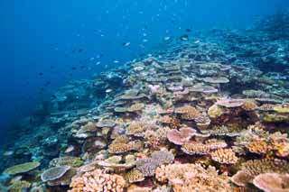 photo, la matire, libre, amnage, dcrivez, photo de la rserve,L'atoll riche qui ouvre, rcif corail, Corail, Dans la mer, photographie sous-marine