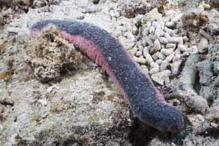 photo,material,free,landscape,picture,stock photo,Creative Commons,The sea cucumber which is strange, coral reef, secucumber, Ishigaki-jimIsland, 