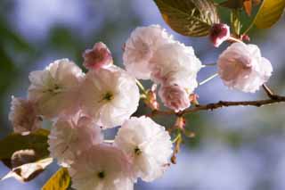 foto,tela,gratis,paisaje,fotografa,idea,Una flor de cerezo de doble, Flor de cerezo de doble, Cerezo, , 