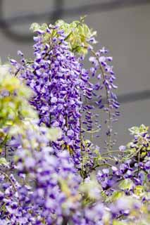 photo,material,free,landscape,picture,stock photo,Creative Commons,Wisteria, , Japanese wistaria, Wisteria, I am purple