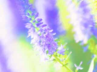 illustration,material,free,landscape,picture,painting,color pencil,crayon,drawing,Thought of a flower of bluish violet, Bluish violet, flower bed, Sunlight, Spring of Blue Purple