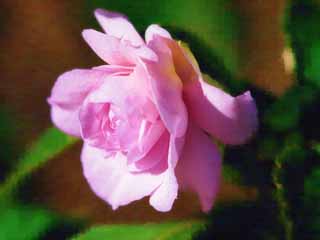 ,  , , , ,   ,  , ,  , , , .., Spring of Pink