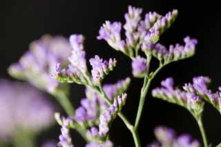 foto,tela,gratis,paisaje,fotografa,idea,Una flor del violeta azulado, Violeta azulada, Ramo, Floret, En primavera