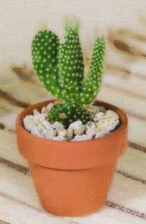 illustration,material,free,landscape,picture,painting,color pencil,crayon,drawing,A mini-cactus, , potted plant, I am unglazed, 