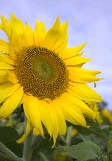 Foto, materiell, befreit, Landschaft, Bild, hat Foto auf Lager,Eine ehrwrdige Sonnenblume, Sonnenblume, , , Gelb