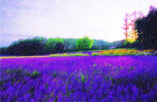 Illust, materieel, vrij, landschap, schilderstuk, schilderstuk, kleuren potlood, crayon, werkje,Een lavendelblauwe veld van de schemering, Lavendelblauw, Bloementuin, Blauwige viooltje, Kruid