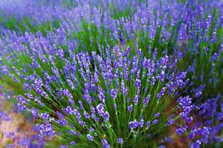 illustration,material,free,landscape,picture,painting,color pencil,crayon,drawing,A lavender field, lavender, flower garden, Bluish violet, Herb