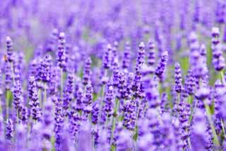 photo,material,free,landscape,picture,stock photo,Creative Commons,A lavender field, lavender, flower garden, Bluish violet, Herb
