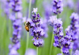 Foto, materieel, vrij, landschap, schilderstuk, bevoorraden foto,Het is een bee naar een lavendelblauw, Lavendelblauw, , Bee, 