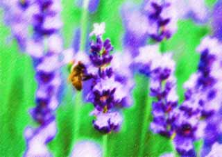illustration,material,free,landscape,picture,painting,color pencil,crayon,drawing,It is a bee to a lavender, lavender, , bee, 