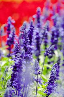 photo, la matire, libre, amnage, dcrivez, photo de la rserve,Un sage bleu, lavande, jardin de la fleur, Violette bleutre, Herb