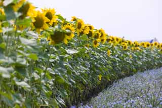 photo,material,free,landscape,picture,stock photo,Creative Commons,A sunflower field, sunflower, , , Yellow