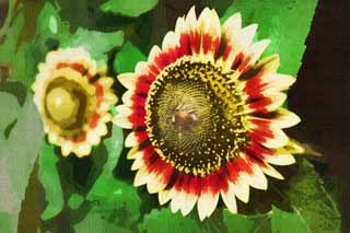 illustration,material,free,landscape,picture,painting,color pencil,crayon,drawing,A gardening sunflower, sunflower, , , 