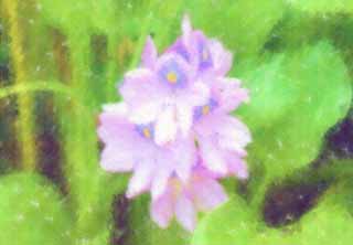 illustration,material,free,landscape,picture,painting,color pencil,crayon,drawing,A water hyacinth, water hyacinth, , , Hotei is blue
