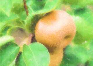 illust, materiale, libero panorama, ritratto dipinto, matita di colore disegna a pastello, disegnando,Una frutta di un albero di pera, Non disponibile, albero di pera, , Frutta