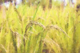 illustration,material,free,landscape,picture,painting,color pencil,crayon,drawing,A crop of rice, Rice, , U.S.A., 