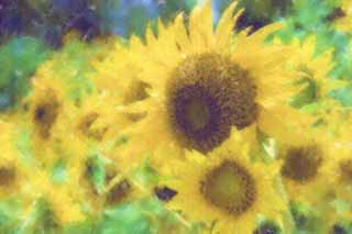 illust, , , , , ,  ,  , .,., sunflower, , , 