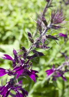 photo,material,free,landscape,picture,stock photo,Creative Commons,A purple floret, purple flower, key point mi, , 