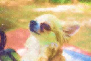 Illust, materieel, vrij, landschap, schilderstuk, schilderstuk, kleuren potlood, crayon, werkje,Diepe gewaarwording van Chihuahua, Hond, Kleine hond, , Chihuahua